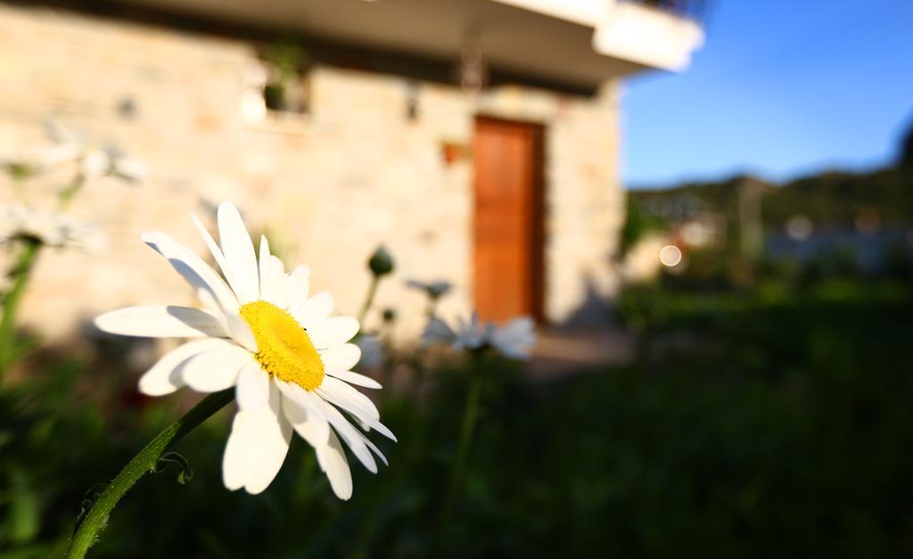 Hayitbuku Ahsapevleri Hostal Mesudiye  Exterior foto